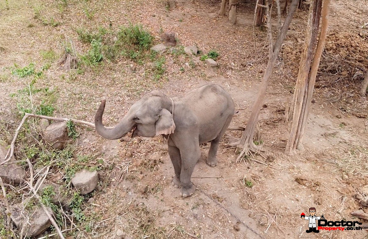 Elephant Camp 50m in front of villa