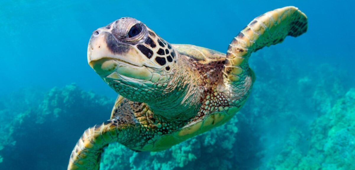 Sea Turtle