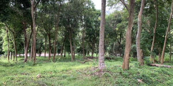 Nearly 3 Rai Sea View Land – Bang Makham – Koh Samui – for sale