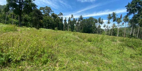 6000 sqm Flat Land – Lamai – Koh Samui – For Sale