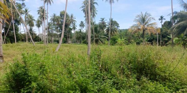 Flat land – 2 Rai – Taling Ngam – Koh Samui – for sale