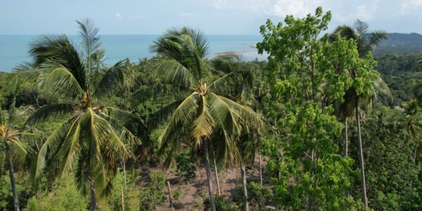5 Rai of Seaview Land in Lamai, Koh Samui – For Sale