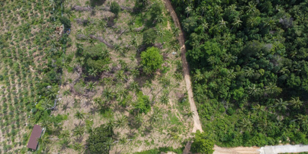 Land 7 Rai 2 Ngan in Ban Tai, Koh Samui – For Sale