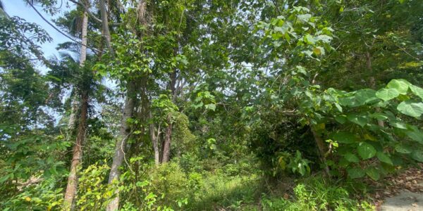 Land 3,636 sqm in Chaweng Noi, Koh Samui – For Sale