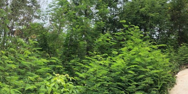 2 Rai of Sea View Land in Ang Thong, Koh Samui – For Sale